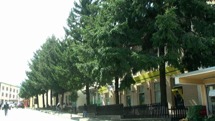 Puka bën “referendum” për pemët