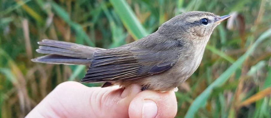 Zbulohet një zog i rrallë në Orikum