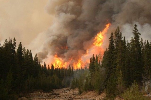 Shqipëria nuk mbron 'mushkëritë' e saj, zjarret shkrumbojnë 6000 hektarë pyje