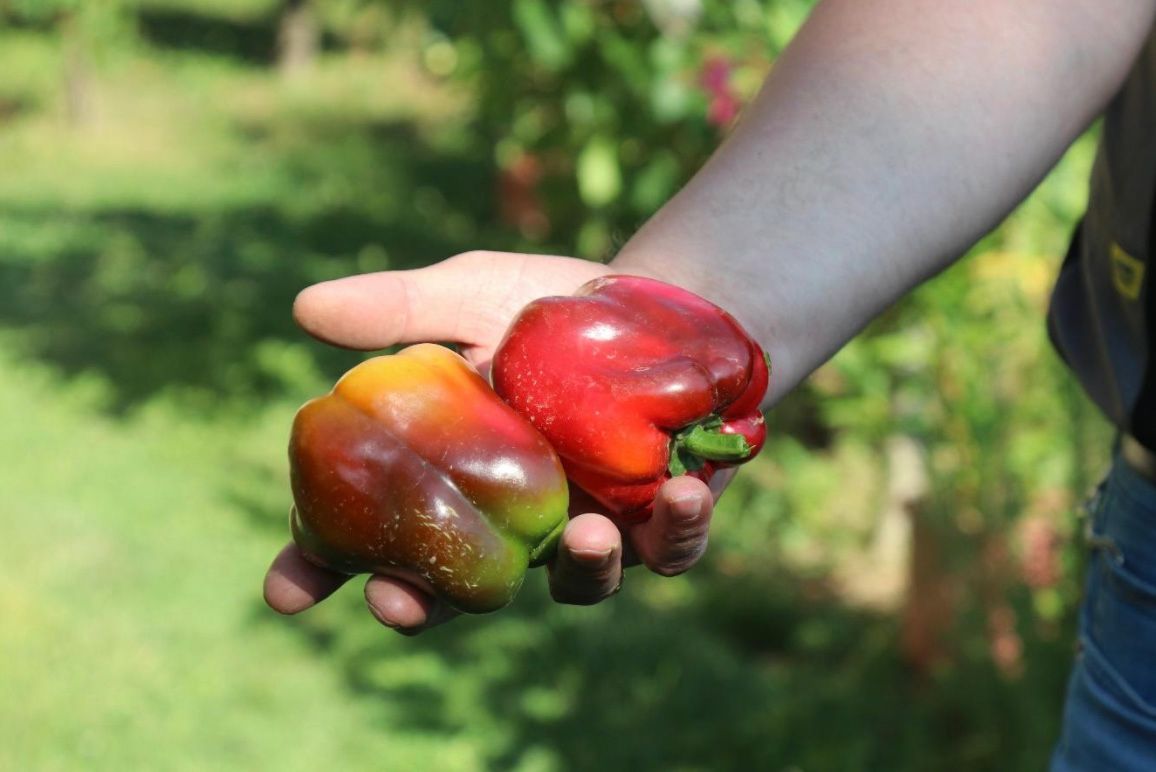 Sovraniteti i ushqimit tani dhe përtej COVID-19