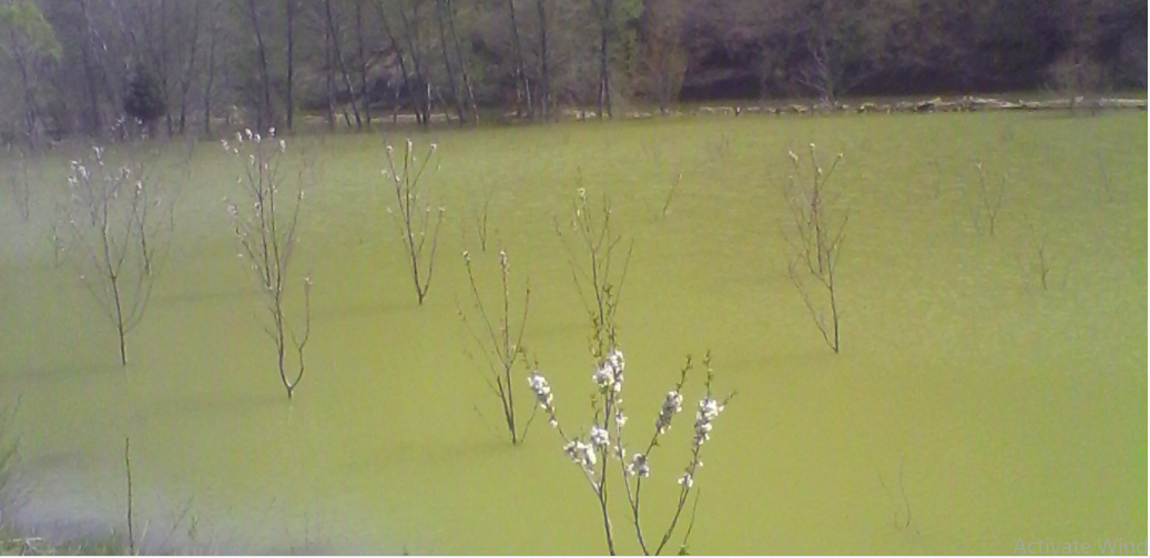 HECet e vegjël si shushunja?