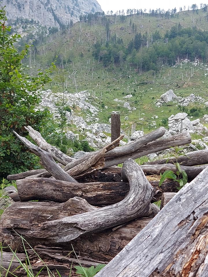 E bukura, e shkreta, Zall-Gjoçaj