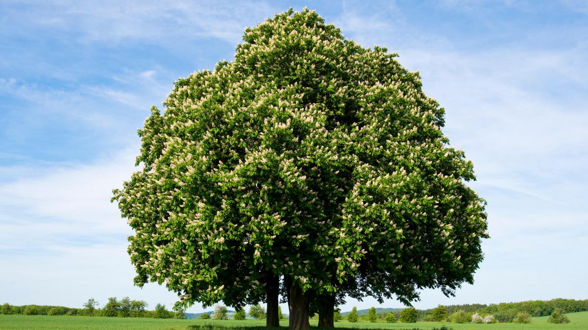 Speciet e pemëve janë 2 fish më të kërcënuara, sesa gjithë gjitarët, zogjtë, amfibët dhe zvarranikët e kërcënuar në Botë.