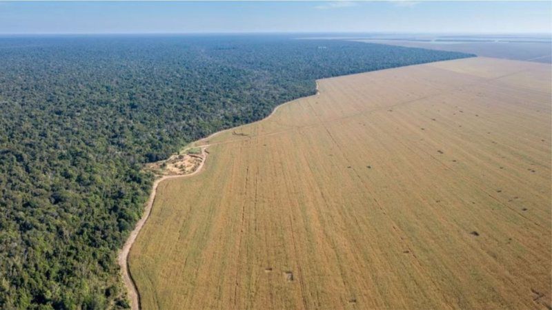 Një e treta e Amazonës e dëmtuar, ekspertët e Forumit Ekonomik Botëror apelojnë për ripyllëzim.