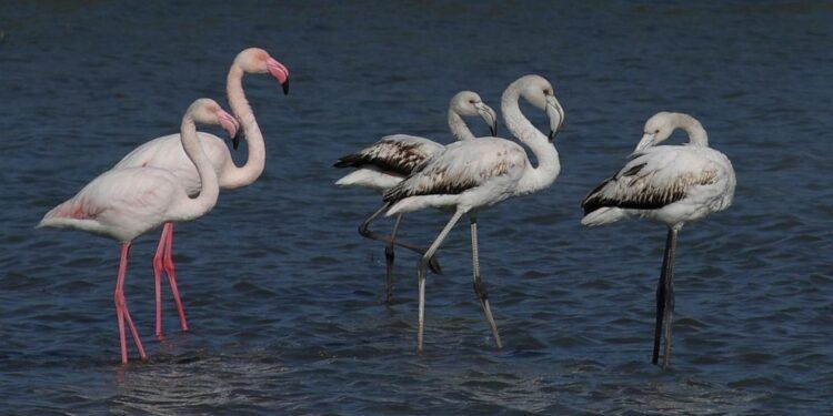 Mediat e huaja: Aeroporti i Vlorës kërcënon lagunat shqiptare!