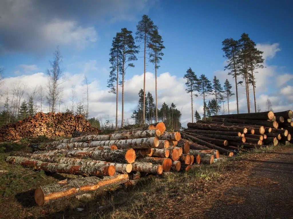 Si ndikon shpyllëzimi në mjedis?