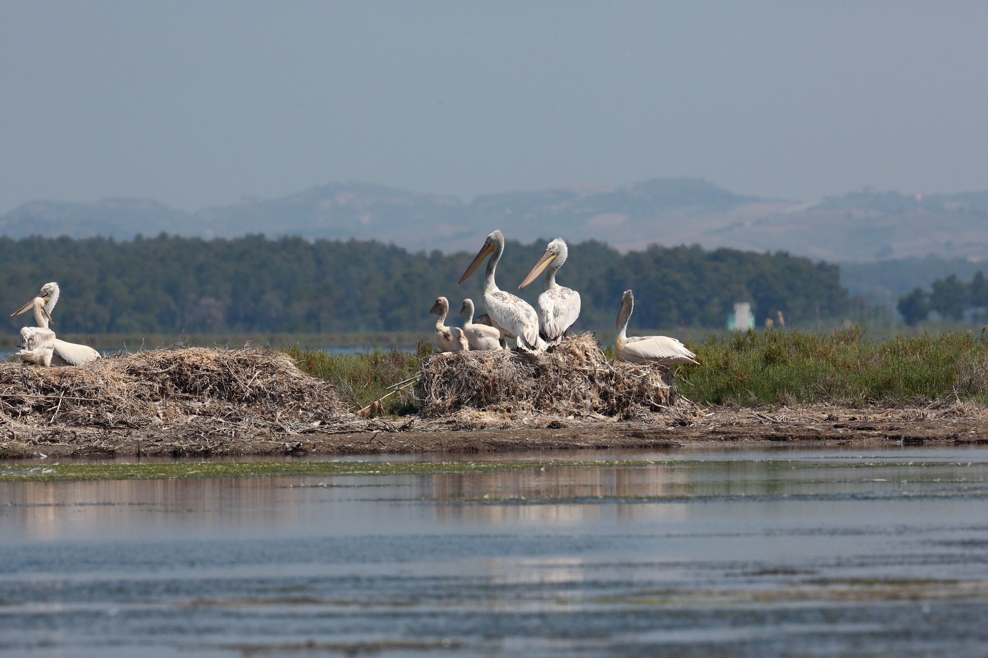 ‘Kryqëzata’ e fundit ndaj parqeve kombëtare