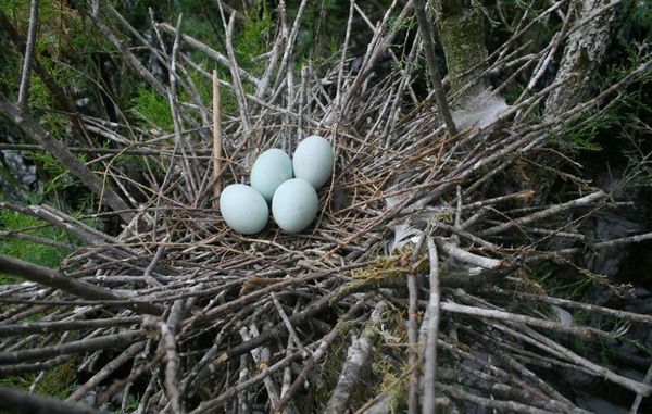 Foletë e shpendëve në Divjakë-Karavasta rrezikojnë të shkatërrohen nga pallatet shumëkatëshe