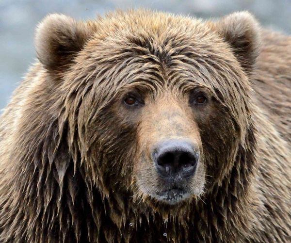 Arinj në kaptivitet në Theth, turistët 'luajnë' me jetën e egër