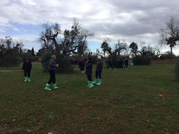Xylella fastidiosa, patogjen i rrezikshëm, që shkakton tharjen e ullinjve