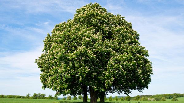 Speciet e pemëve janë 2 fish më të kërcënuara, sesa gjithë gjitarët, zogjtë, amfibët dhe zvarranikët e kërcënuar në Botë.
