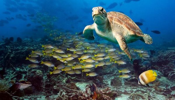 STUDIMI: Jeta në oqeane parashikohet të zhduket nëse emetimet mbeten të larta