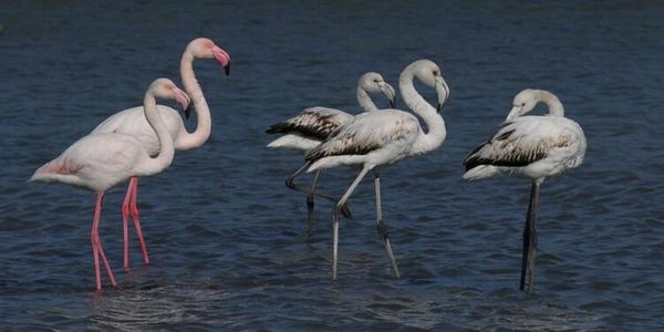 Mediat e huaja: Aeroporti i Vlorës kërcënon lagunat shqiptare!