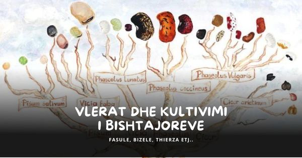 Vlerat dhe teknikat e kultivimit të leguminozeve