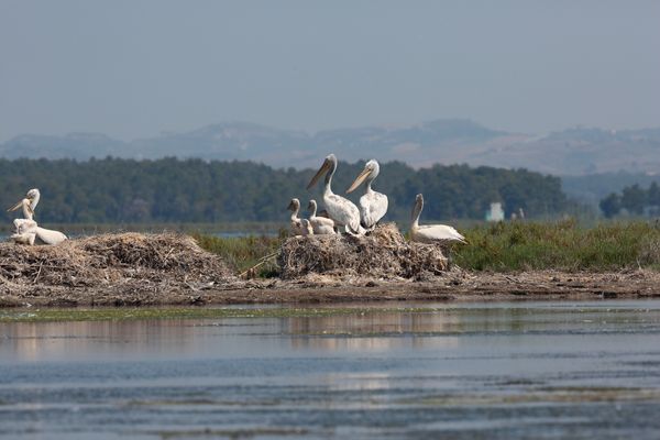 ‘Kryqëzata’ e fundit ndaj parqeve kombëtare